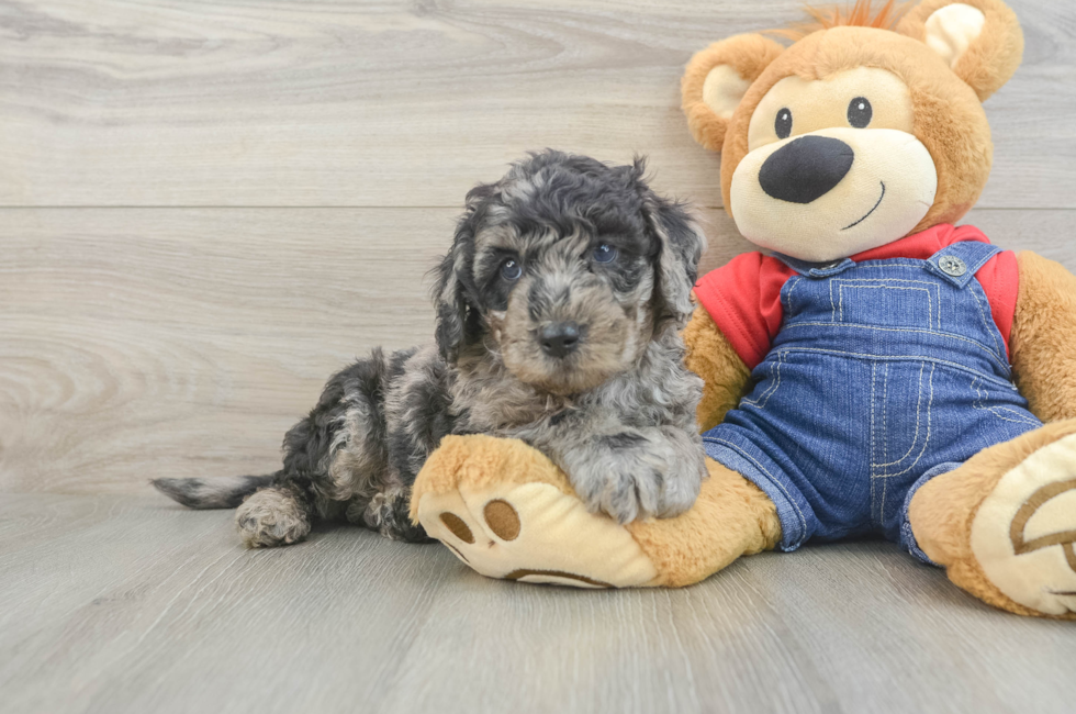 6 week old Mini Goldendoodle Puppy For Sale - Puppy Love PR