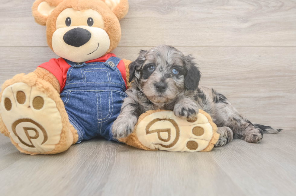 6 week old Mini Goldendoodle Puppy For Sale - Puppy Love PR