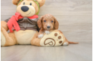 Mini Goldendoodle Pup Being Cute