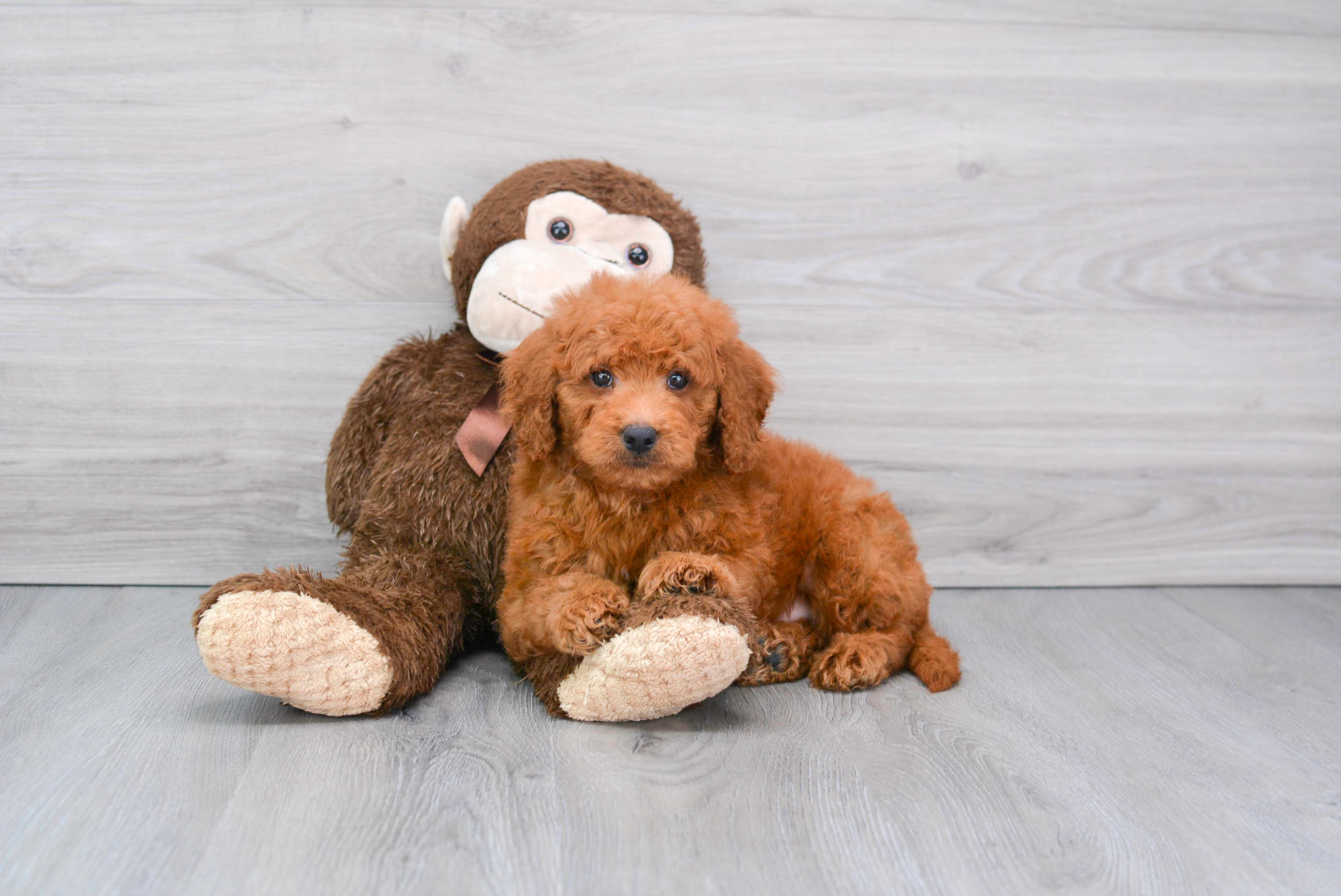 Mini Goldendoodle Pup Being Cute