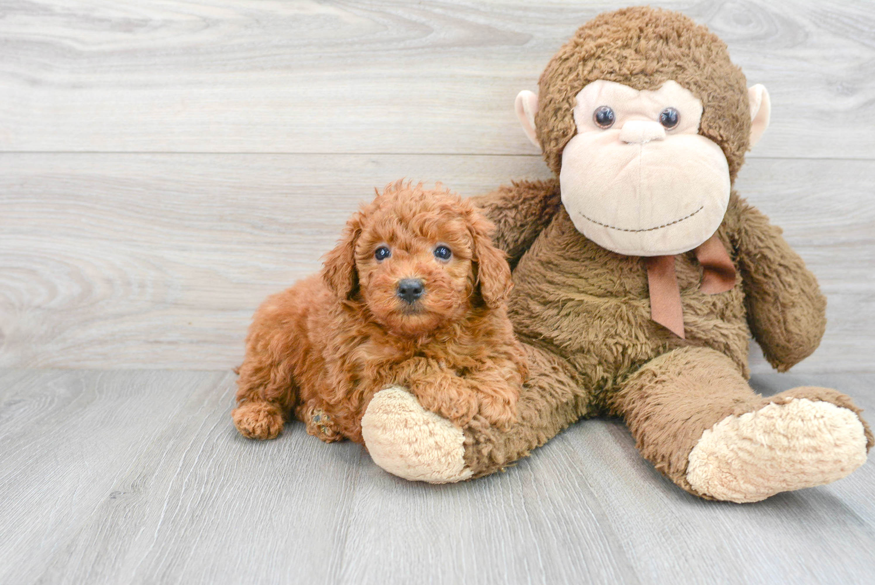 Small Mini Goldendoodle Baby