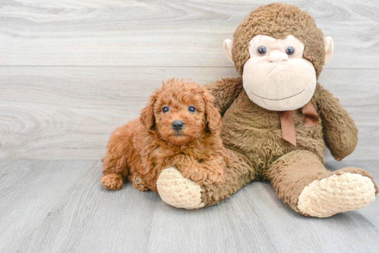 Small Mini Goldendoodle Baby