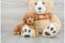 Happy Mini Goldendoodle Baby