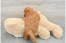 Funny Mini Goldendoodle Poodle Mix Pup