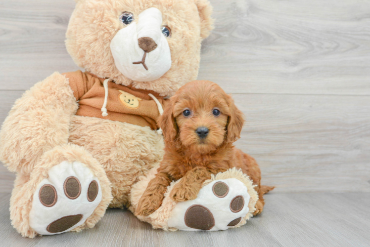 Meet Rolo - our Mini Goldendoodle Puppy Photo 1/3 - Puppy Love PR Hypoallergenic Golden Retriever Poodle Mix Puppy