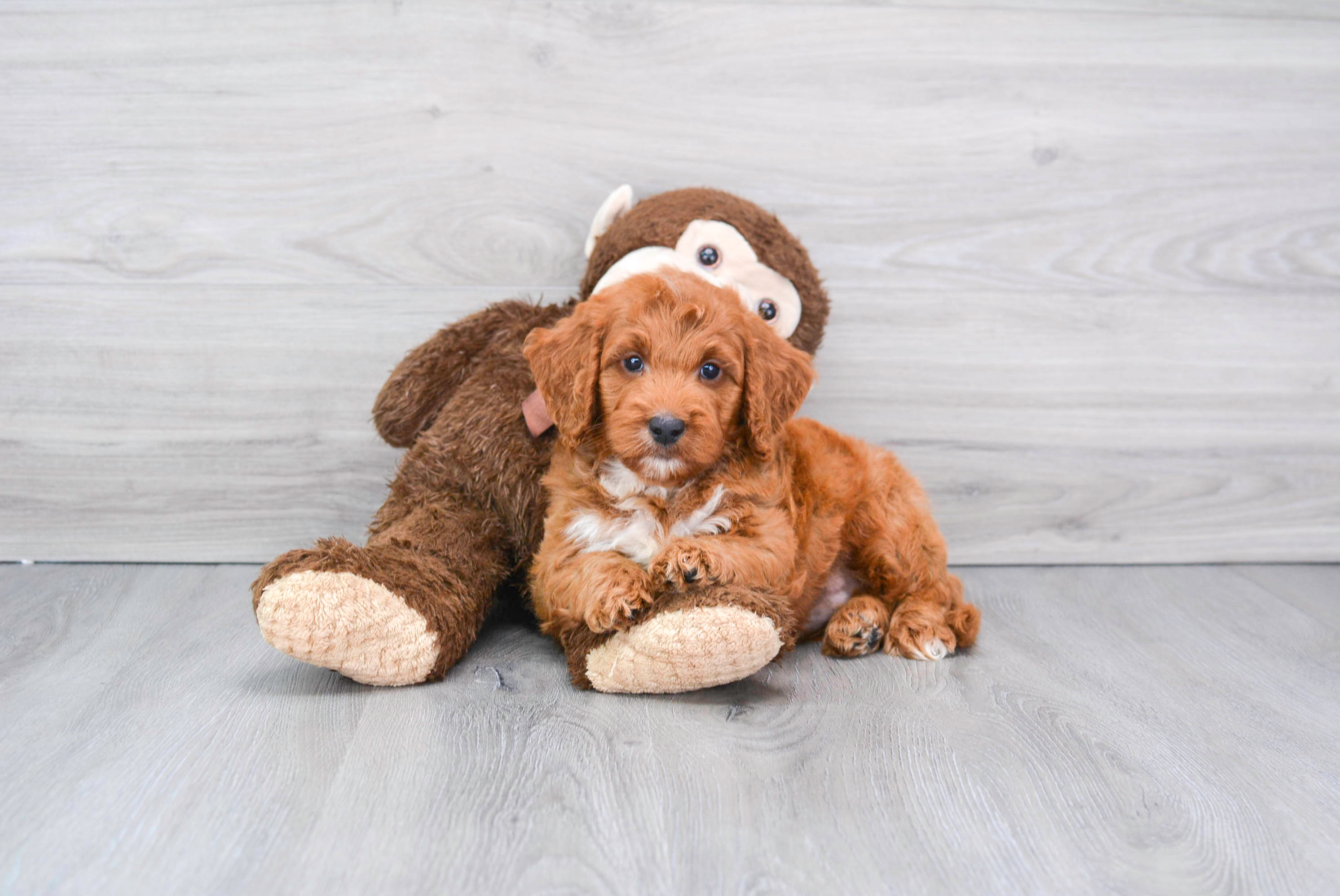 Best Mini Goldendoodle Baby