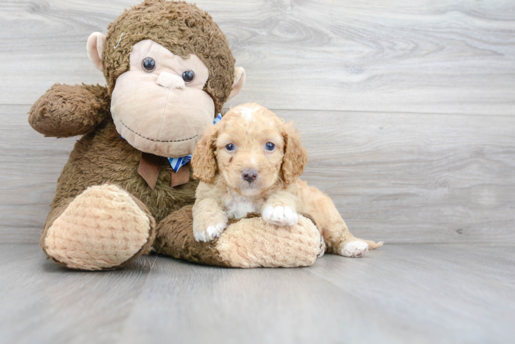 Meet Rolo - our Mini Goldendoodle Puppy Photo 1/3 - Puppy Love PR Mini Goldendoodle Pup Being Cute