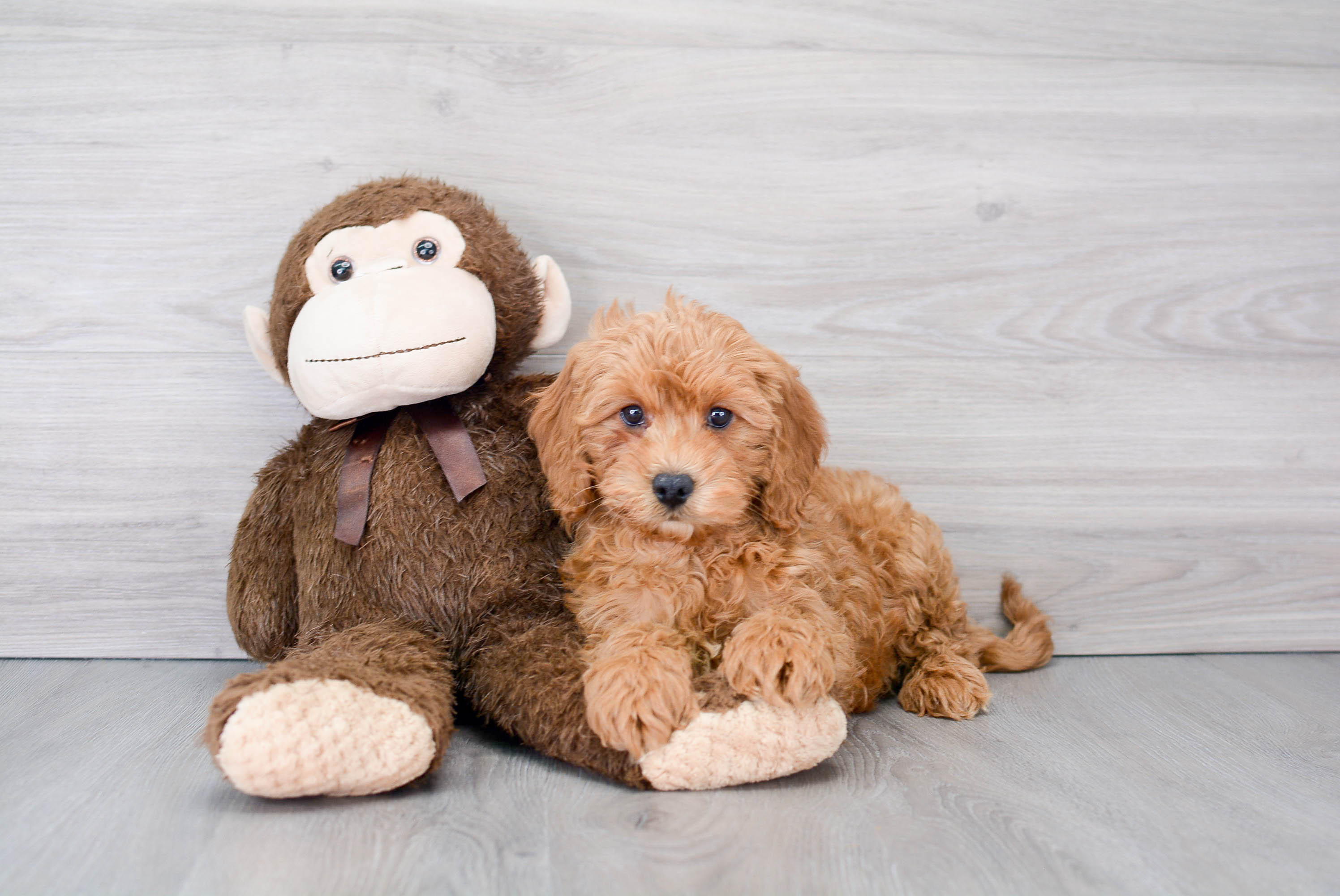 Mini Goldendoodle Puppy for Adoption