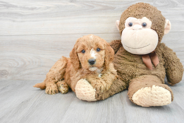 Petite Mini Goldendoodle Poodle Mix Pup