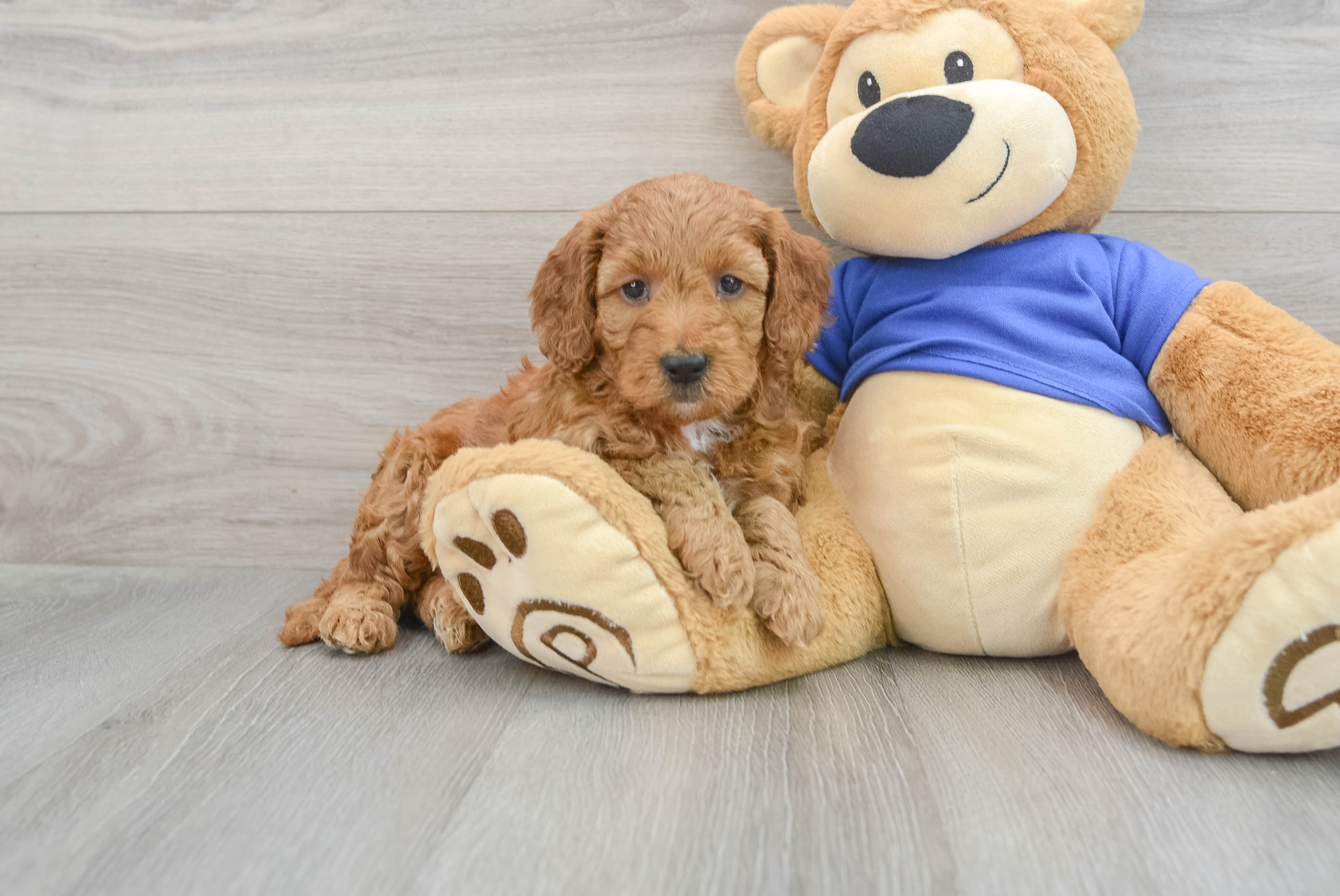 Mini Goldendoodle Pup Being Cute