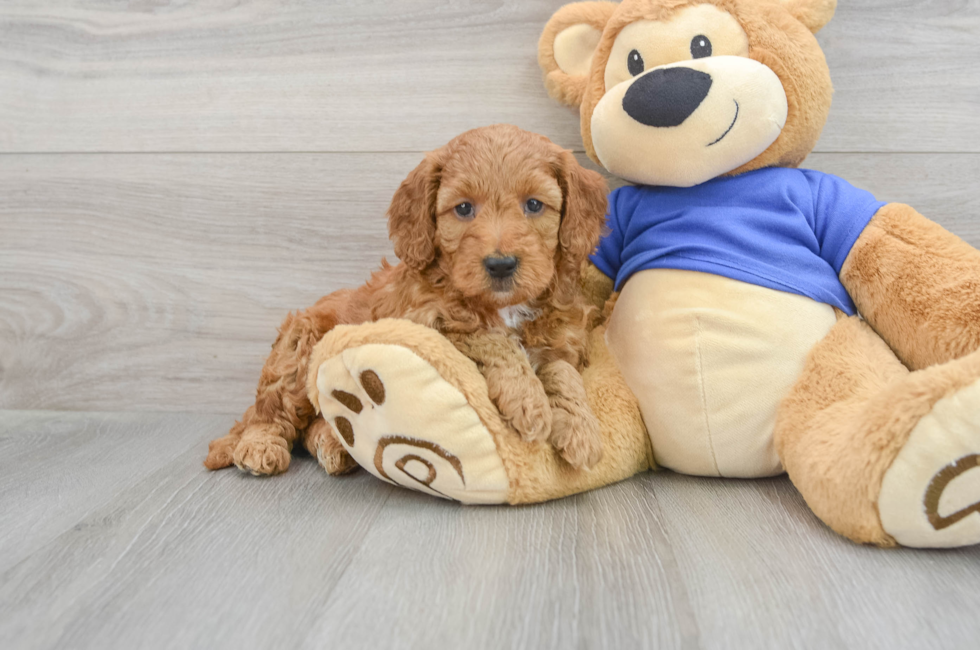 8 week old Mini Goldendoodle Puppy For Sale - Puppy Love PR