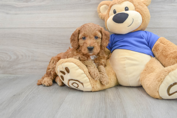 Mini Goldendoodle Pup Being Cute