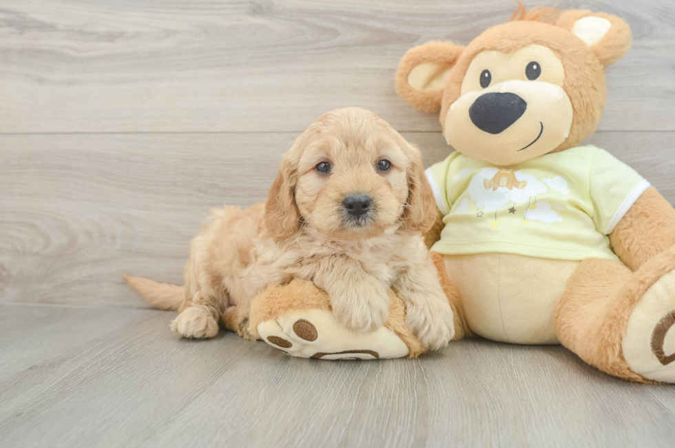 6 week old Mini Goldendoodle Puppy For Sale - Puppy Love PR