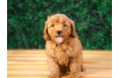 Cute Mini Groodle Poodle Mix Puppy