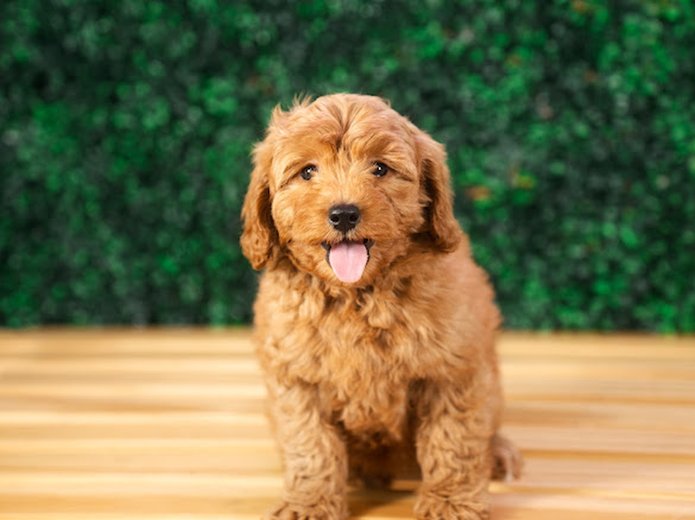 Cute Mini Groodle Poodle Mix Puppy