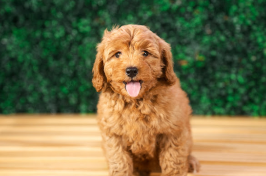 Cute Mini Groodle Poodle Mix Puppy