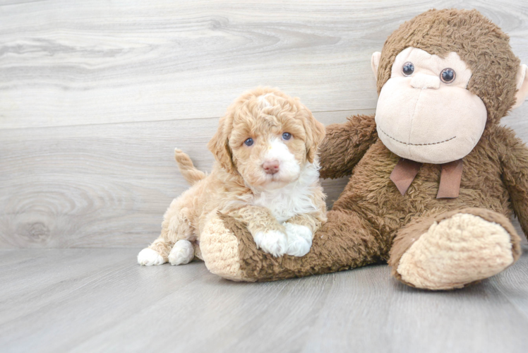 Mini Goldendoodle Puppy for Adoption