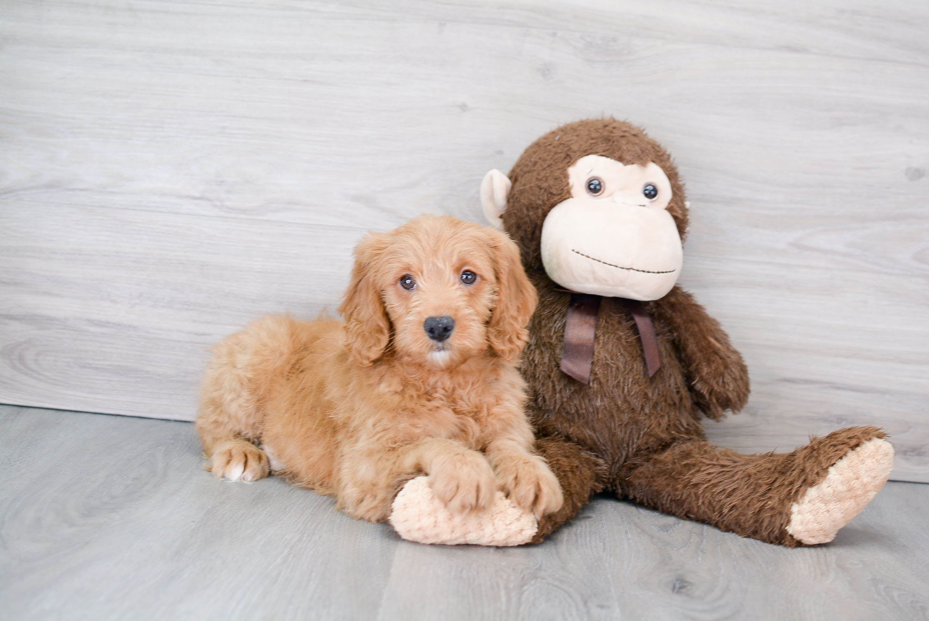 Energetic Golden Retriever Poodle Mix Puppy