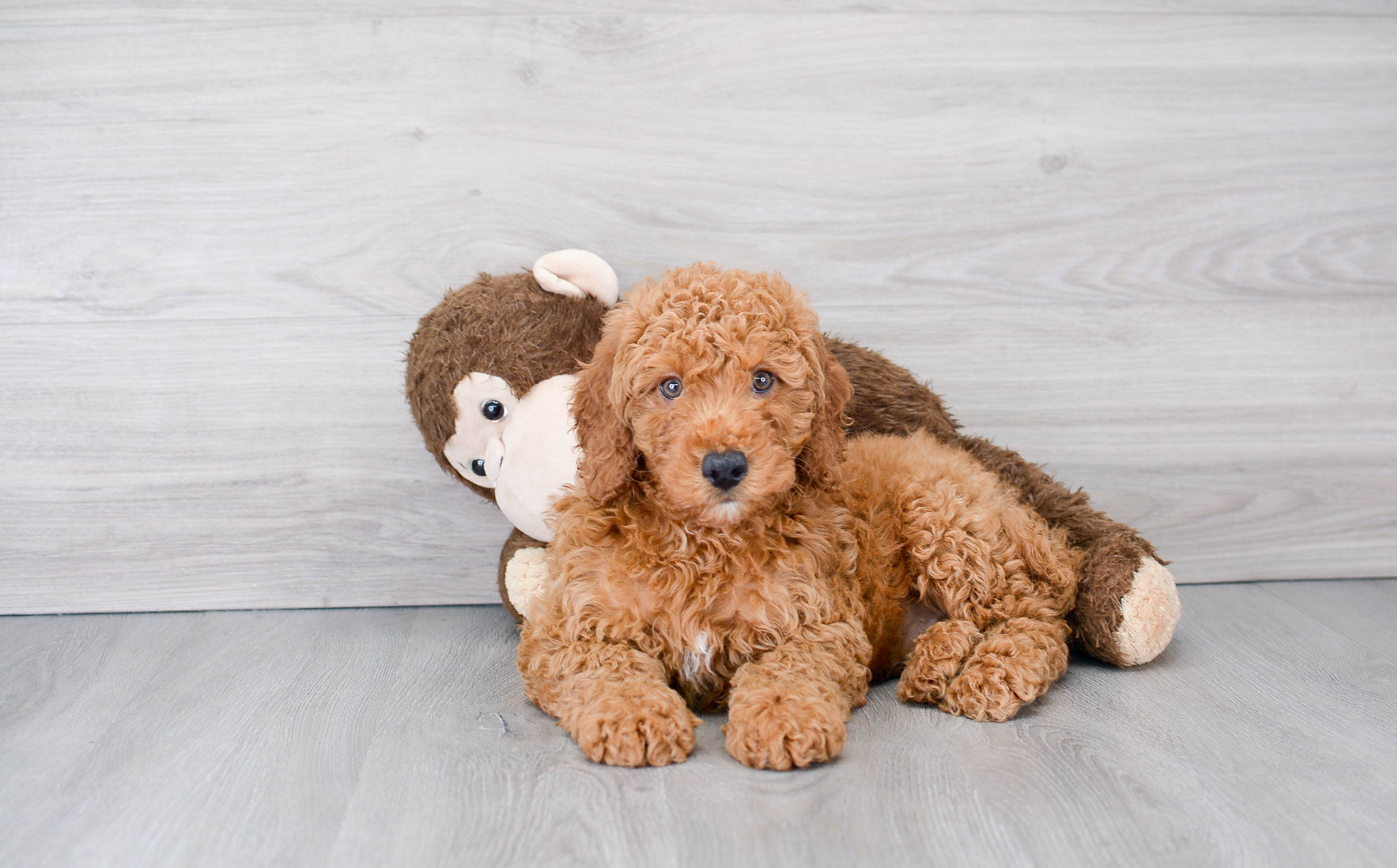 Small Mini Goldendoodle Baby