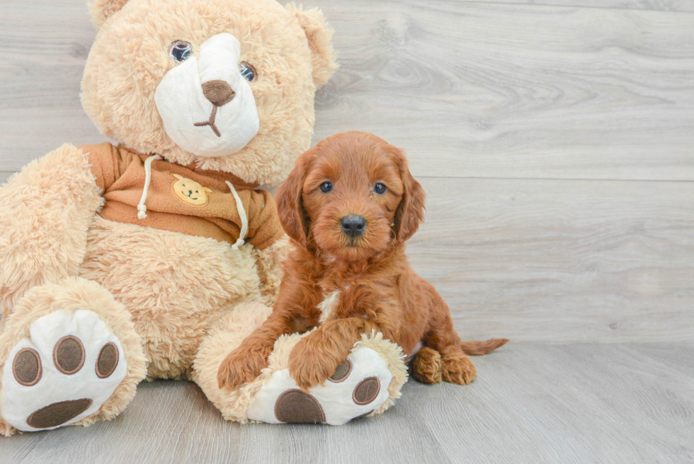 Sweet Mini Goldendoodle Baby