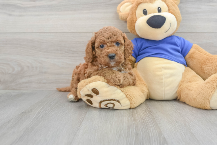 Fluffy Mini Goldendoodle Poodle Mix Pup