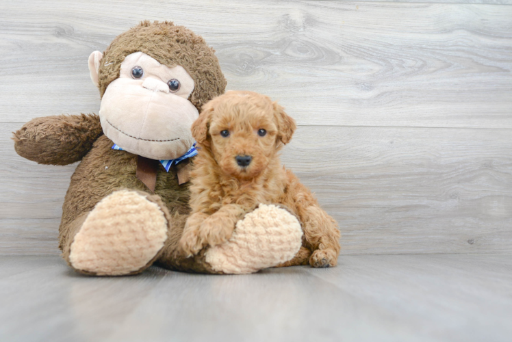 Meet Rubble - our Mini Goldendoodle Puppy Photo 1/3 - Puppy Love PR Mini Goldendoodle Puppy for Adoption