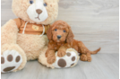 Smart Mini Goldendoodle Poodle Mix Pup