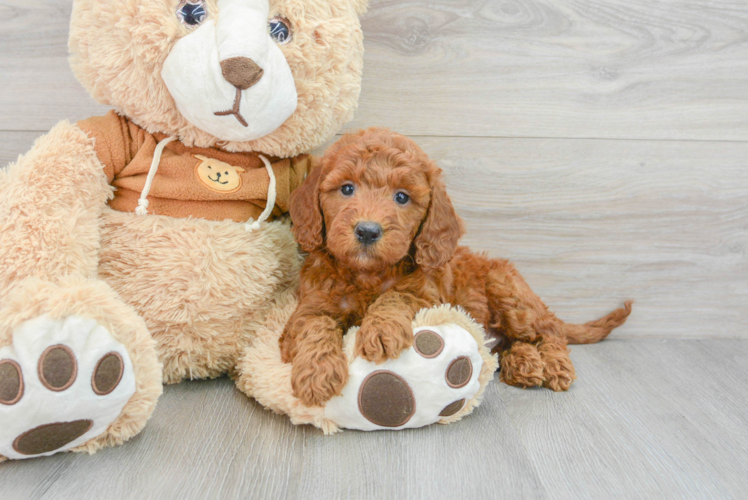 Meet Ruger - our Mini Goldendoodle Puppy Photo 1/3 - Puppy Love PR Smart Mini Goldendoodle Poodle Mix Pup