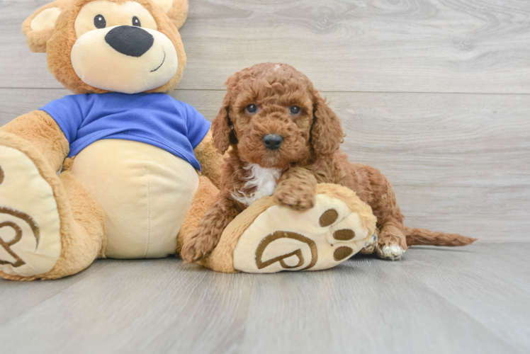 Meet Ruger - our Mini Goldendoodle Puppy Photo 1/3 - Puppy Love PR Popular Mini Goldendoodle Poodle Mix Pup