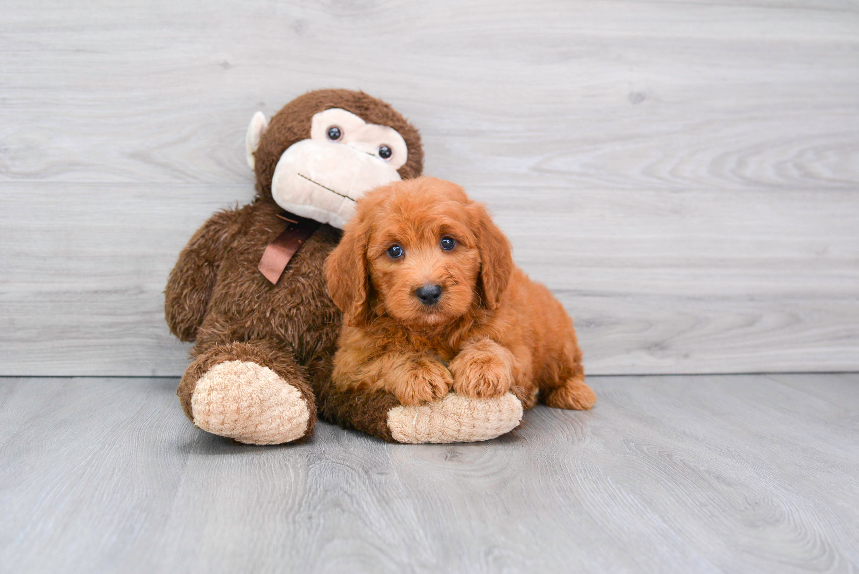 Cute Golden Retriever Poodle Mix Puppy