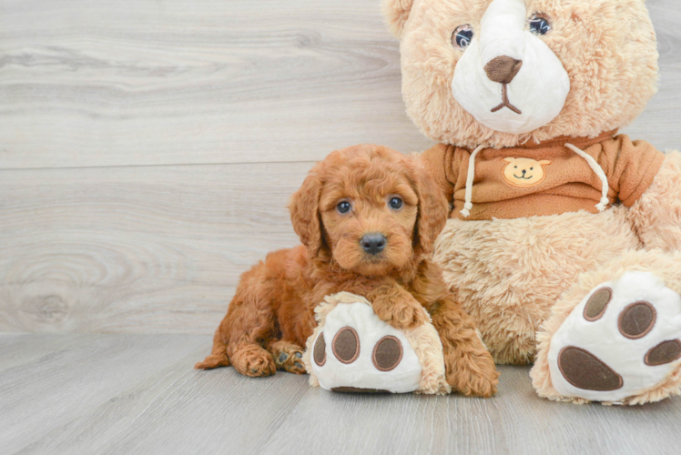 Playful Golden Retriever Poodle Mix Puppy
