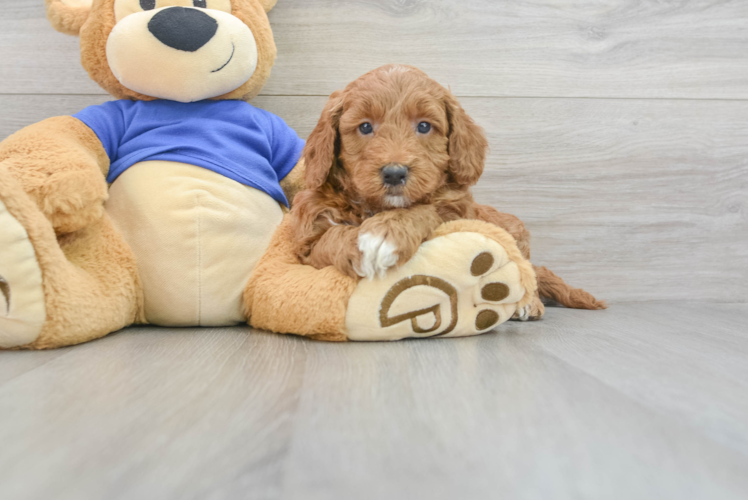Meet Rusty - our Mini Goldendoodle Puppy Photo 1/3 - Puppy Love PR Best Mini Goldendoodle Baby