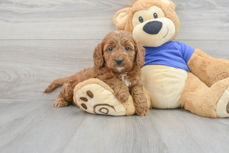 Cute Mini Goldendoodle Baby