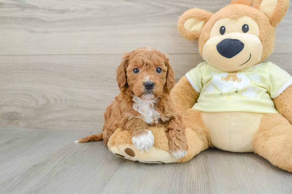 Mini Goldendoodle Pup Being Cute