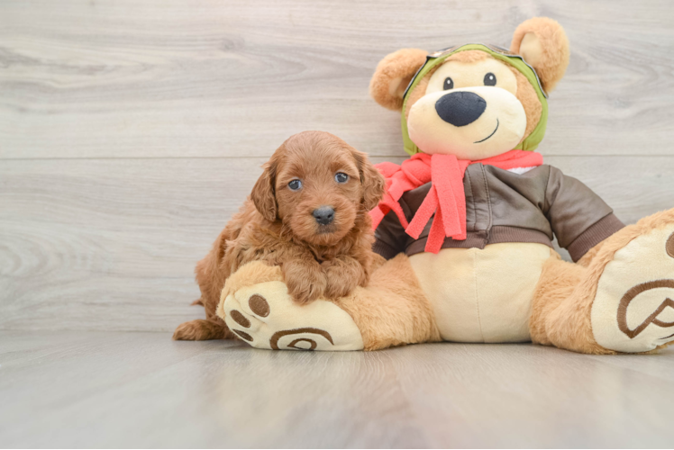Mini Goldendoodle Pup Being Cute
