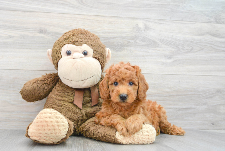 Meet Sansa - our Mini Goldendoodle Puppy Photo 1/3 - Puppy Love PR Mini Goldendoodle Puppy for Adoption