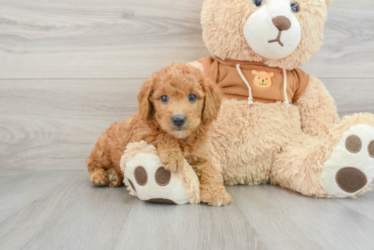 Fluffy Mini Goldendoodle Poodle Mix Pup