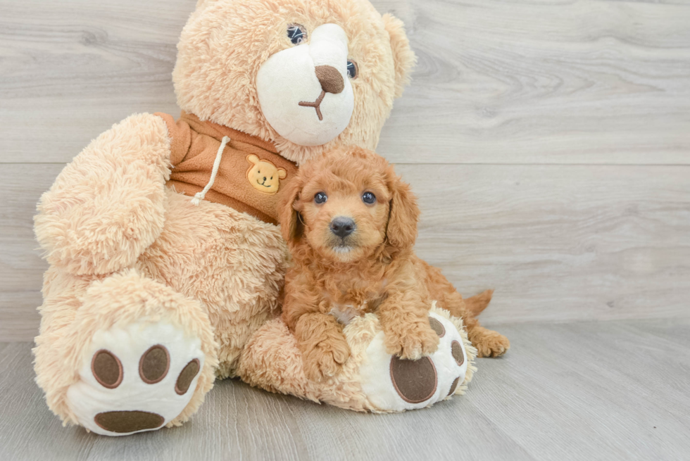 Mini Goldendoodle Pup Being Cute