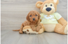 Best Mini Goldendoodle Baby