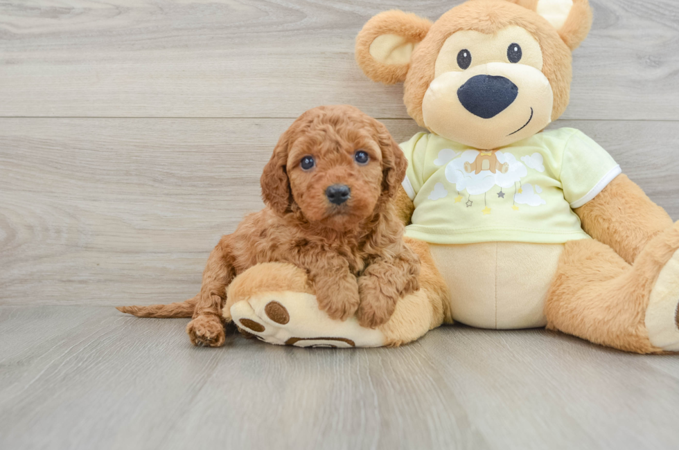 6 week old Mini Goldendoodle Puppy For Sale - Puppy Love PR