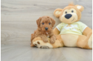 Mini Goldendoodle Puppy for Adoption