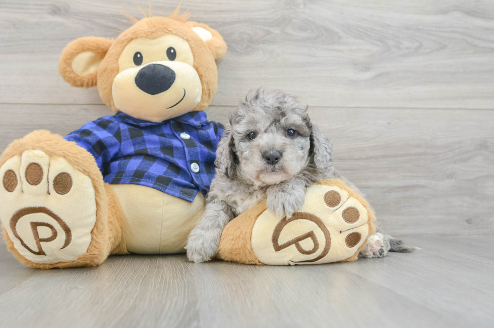 6 week old Mini Goldendoodle Puppy For Sale - Puppy Love PR