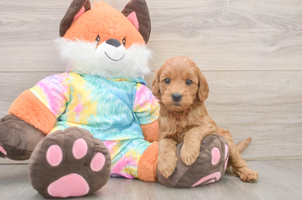 6 week old Mini Goldendoodle Puppy For Sale - Puppy Love PR