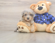 7 week old Mini Goldendoodle Puppy For Sale - Puppy Love PR