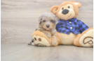 Mini Goldendoodle Pup Being Cute