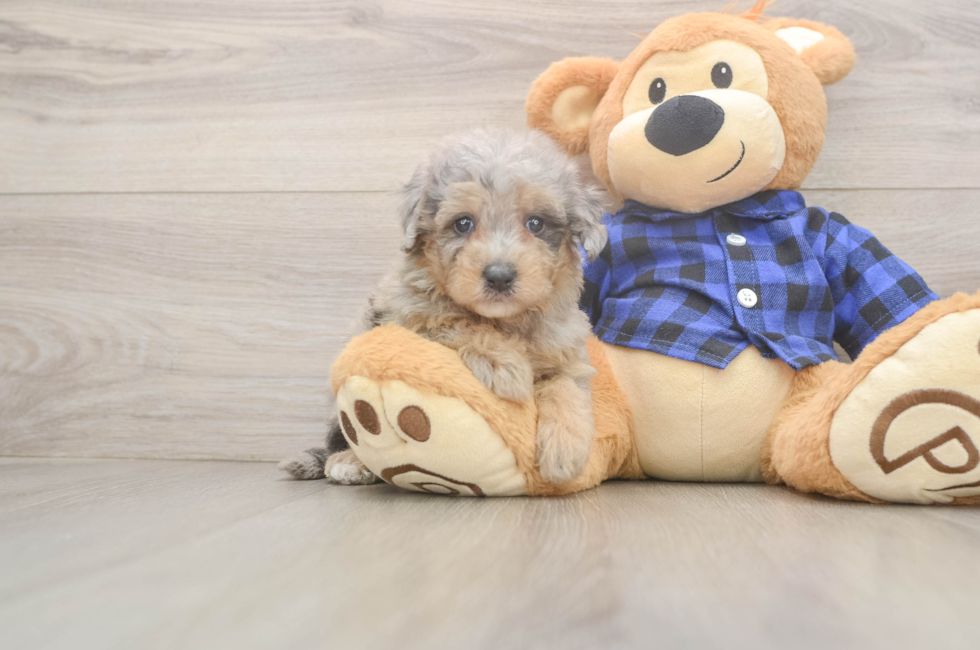 5 week old Mini Goldendoodle Puppy For Sale - Puppy Love PR