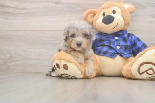 Mini Goldendoodle Pup Being Cute