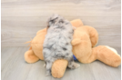 Best Mini Goldendoodle Baby