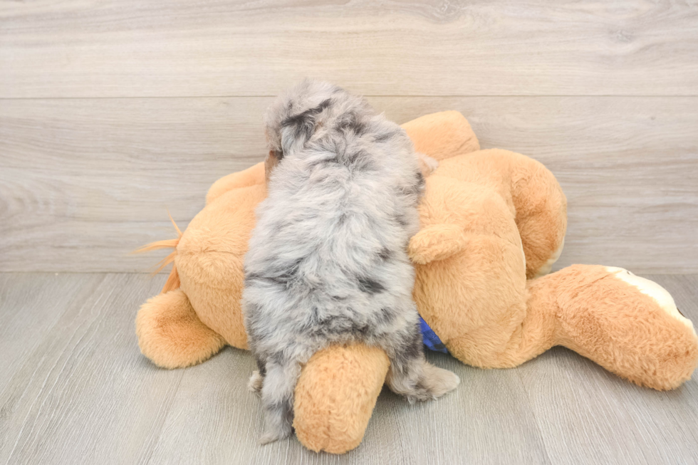 Best Mini Goldendoodle Baby