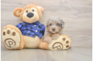 Energetic Golden Doodle Poodle Mix Puppy
